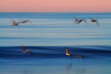 Seagulls in Flight