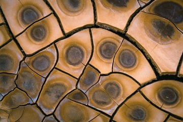 Desert Mosaic