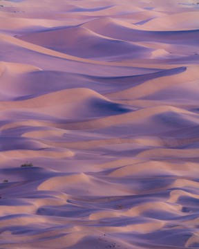 Pastel Dune Field