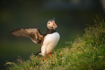 Puffin Foraging #1