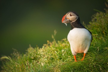 Puffin Foraging #2