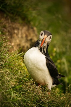 Puffin Foraging #3