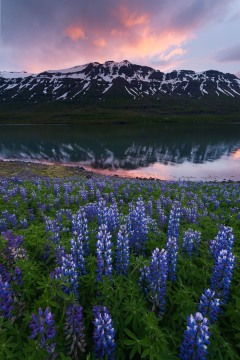 Iceland Lupine Sunset