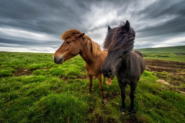 The Horses of Iceland