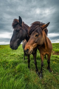 Field Friends