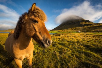 Icelandic Horse at Kirkjufell