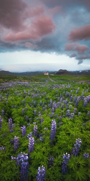 Icelandic Countryside