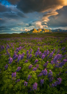 Iceland Lupine Field Sunrise