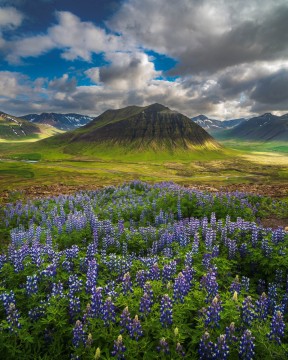 Western Fjord Lupine Field