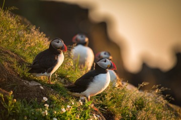 Atlantic Puffins at Sunrise