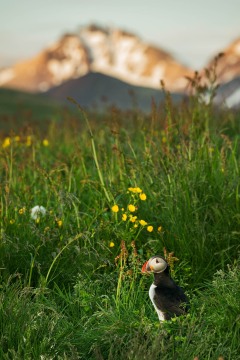 The Puffin and the Mountain