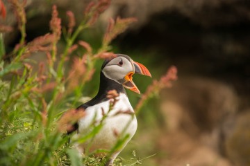Atlantic Puffin Nesting