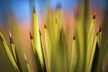 Leaves of the Joshua Tree