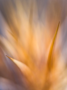 Blurred Lines