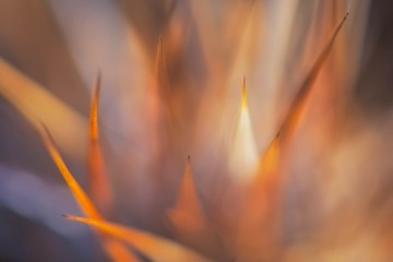 Pointed Blur