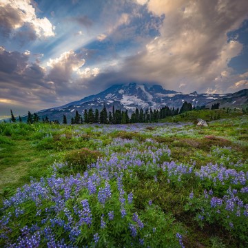 Mountain's Majesty