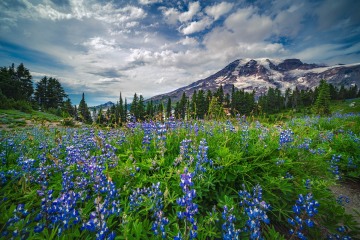 Lupine Field at Mount Rainier