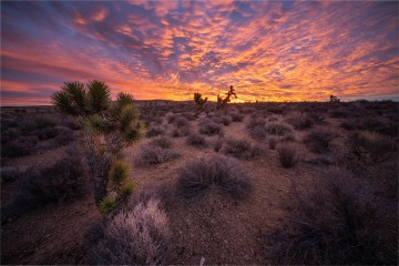 Desert Fire