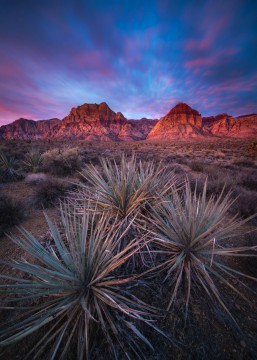 Red Rock Canyon Ablaze