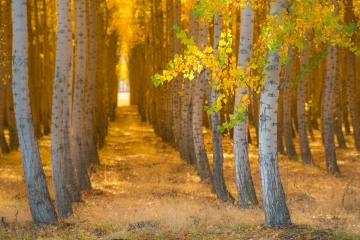 Golden Forest Memories