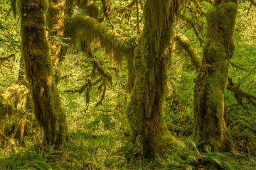 A Trio of Trees