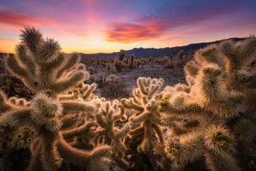 Cholla Garden Sunrise