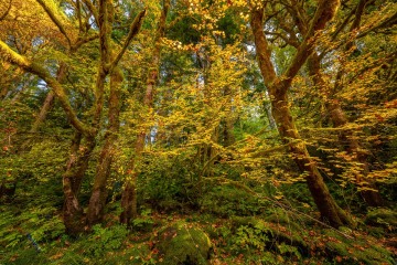 Sol Duc Forest in Fall