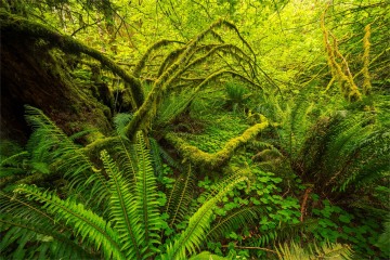 The Verdant Hand