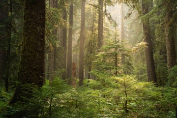 Sol Duc Forest Light