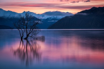Lone Willow Sunrise