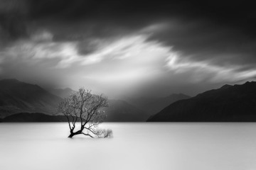 The Lone Willow