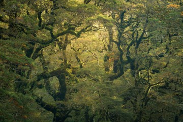 Entangled II