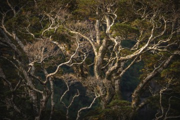 Entwined