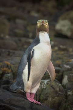 Yellow-eyed Penguin Stare