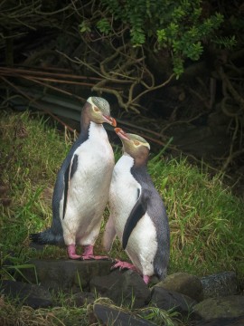 Yellow-eyed Penguin Gaze