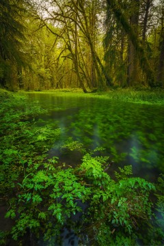 The Green Room