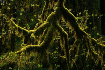 Unfurled Forest
