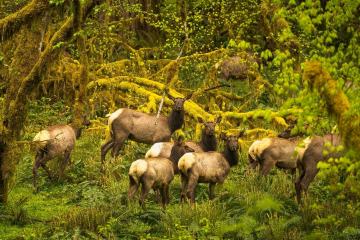 Quinault Elk Herd