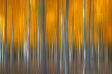 Golden Forest Lines
