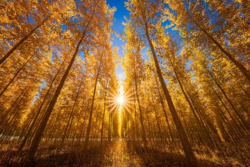 Gates of Autumn