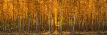 The Lost Forest