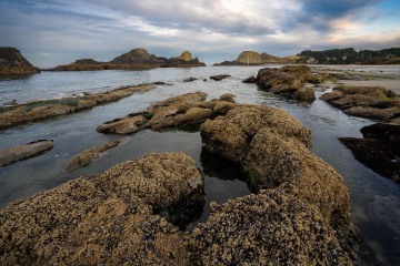 Golden Shores of Seal Rock #2