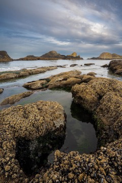 Golden Shores of Seal Rock #1
