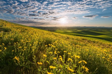 Golden Flower Fields