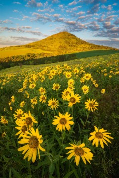 Golden Morning
