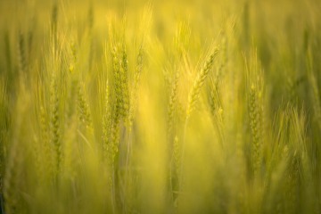 Wheat Dreams