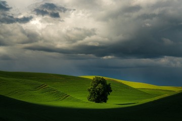 Lone Tree of Palouse