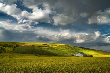 Golden Storm of Palouse