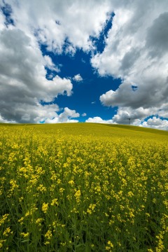Palouse Gold and Blue