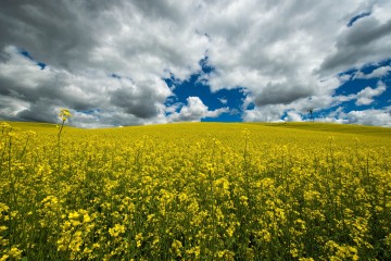 Canola Field of Dreams